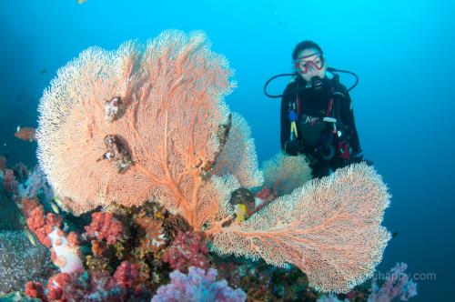 Fan Corals and Diver, Richelieu Rock, Similan Islands, Thailand