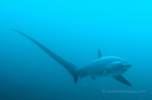 Thresher Shark, Malapascua