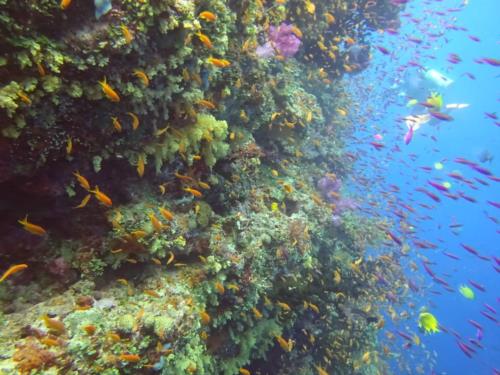 Diving Fiji: The soft coral capital of the world!