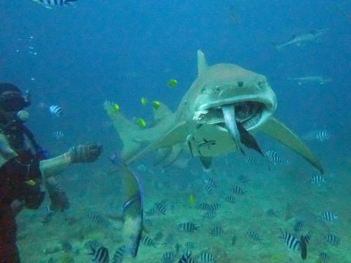The ultimate shark encounter at Beqa Lagoon, Fiji!