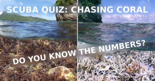 SCUBA QUIZ: Chasing coral!