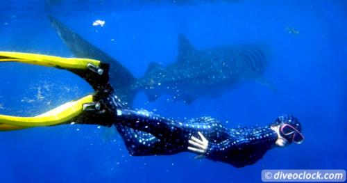 Snorkeling with Whale Sharks around Isla Mujeres, Mexico!