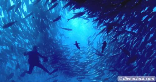 Cabo Pulmo - Incredible Diving in the Sea of Cortez (Mexico)