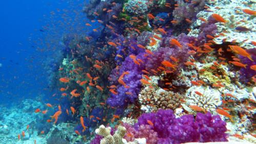 5 Stunning Dive Spots in Fiji You Should Visit Soon