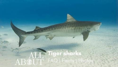 All about tiger sharks