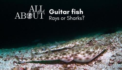 Rhinobatis: the Shark - Ray guitar shaped fish