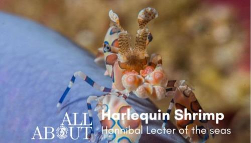 Harlequin shrimp life and behavior