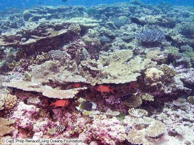 Living Ocean Foundation: a 6-year coral reef expedition with hopes of making a difference