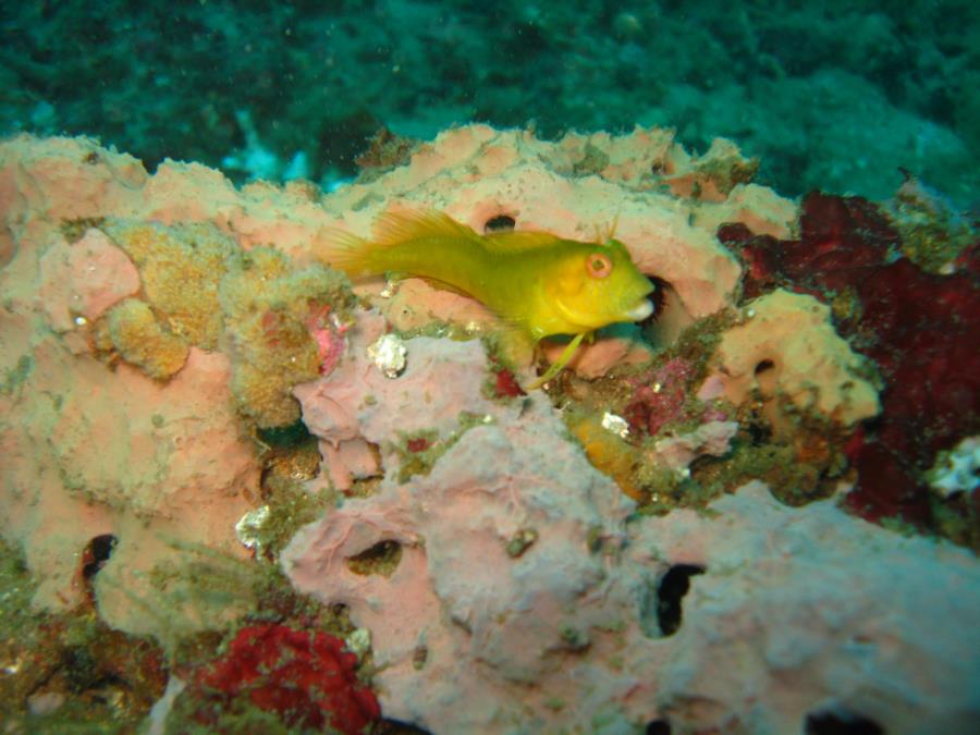 Tiners Reef - Yellow Blenny 9-6-09 Tiner Reef