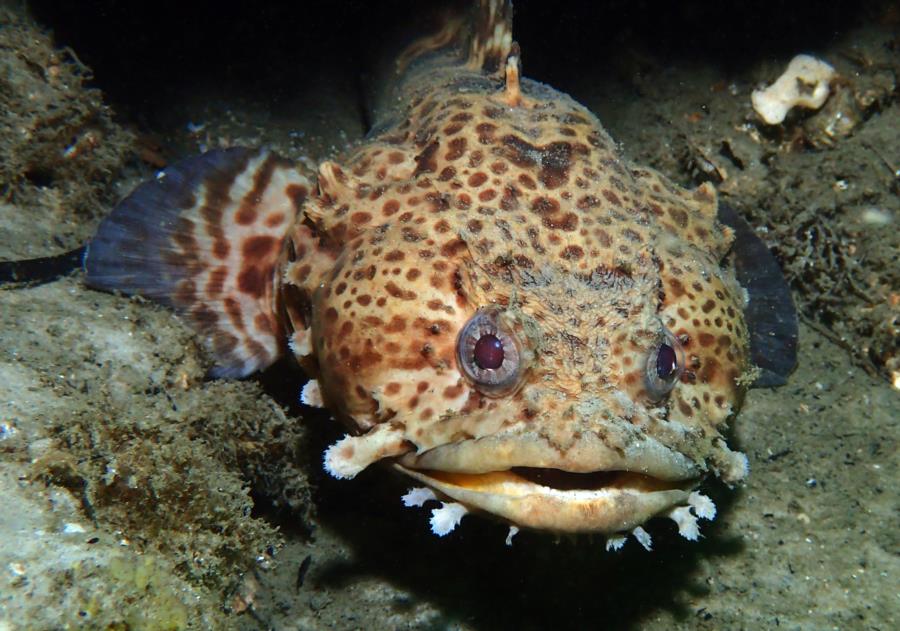 St Andrews State Park Jetties - Gulf side - Leopard Toadfish