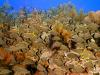 Sea Fan Reef @ Cobalt Coast Dive Resort