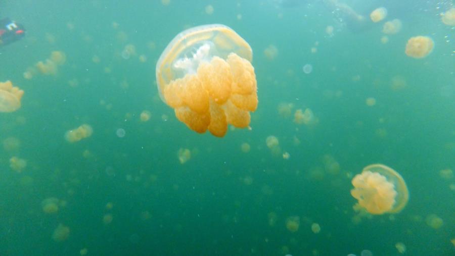 Jellyfish Lake - Jelly fish lake