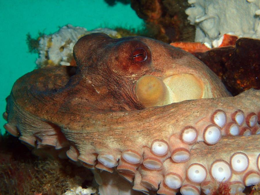 Navarre Marine Sanctuary - Octopus