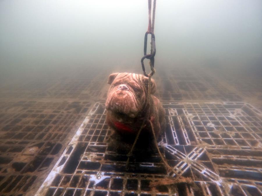 Quail Run Diver’s Quarry - Bulldog