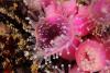 Strawberry anemone - drcolyn