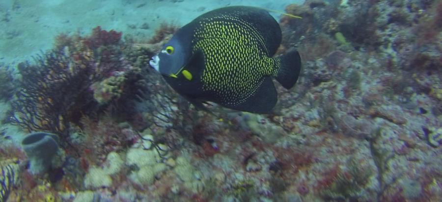 Breakers North - French Angelfish at Breakers North 9/2014