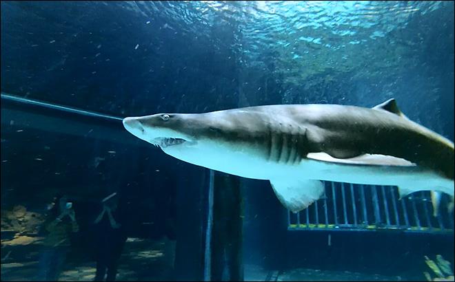 Point Defiance Zoo & Aquarium - Sand Tiger Shark at Point Defiance Aquarium