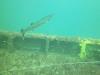 Charleston Tug Wreck - Barracuda