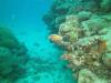 Great Barrier Reef- Cairns AUS - Not sure