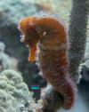9-25-17 orange seahorse treasure by the sea bonaire
