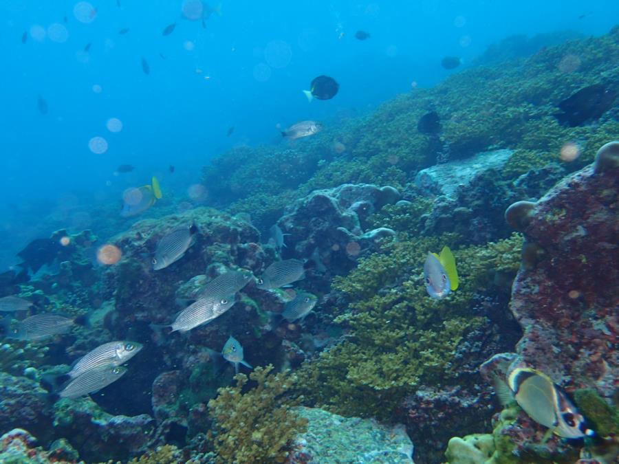 Las 3 Marias - corals