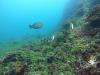 Green Field Dive - Panama