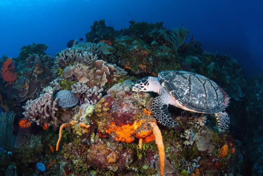Feeding Hawksbill Sea Turtle