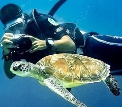Ultra Dive turtle