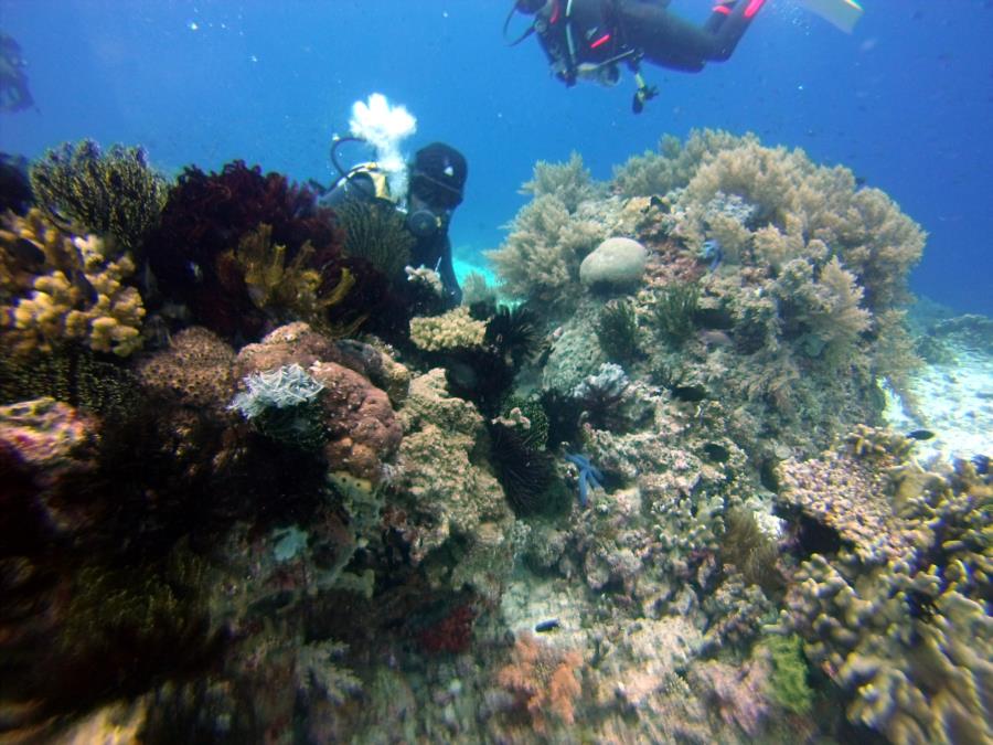 Diver at Balicasag