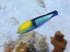 Juvenile Parrot Fish