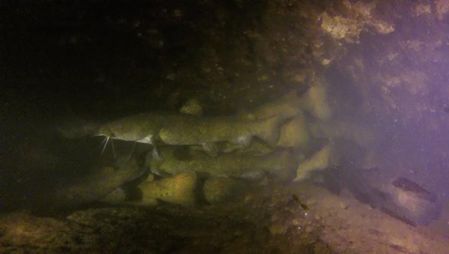 A PILE of Catfish in Catfish Cave