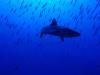Grey Reef Shark @ Blue Corner in Palau