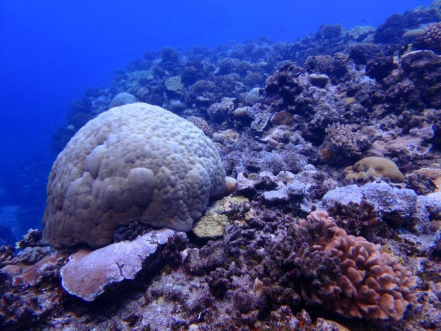 South Reef Wake Atoll