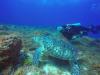 Hawksbill sea turtle Cozumel