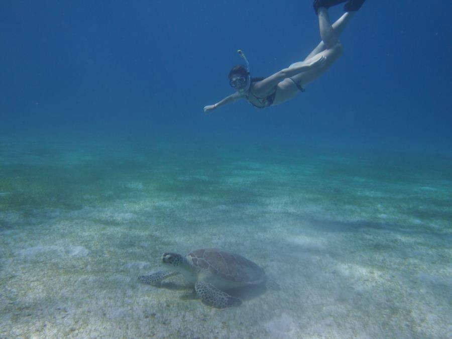 Free Diving STT