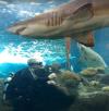 Shark Dive Florida Aquarium Tampa FL