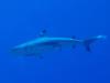 The blacktip reef shark (Carcharhinus melanopterus) - Bora Bora