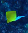 Yellow longnose butterflyfish or forceps butterflyfish, Forcipiger flavissimus - Bora Bora