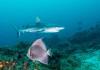 Shark and Gray Angelfish West Palm Beach Narcosis