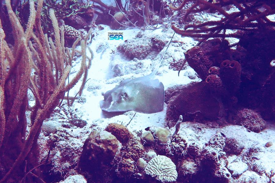 Southern stingray at Red Slave, Bonaire