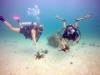 Hunting invasive lionfish with Arawak Divers