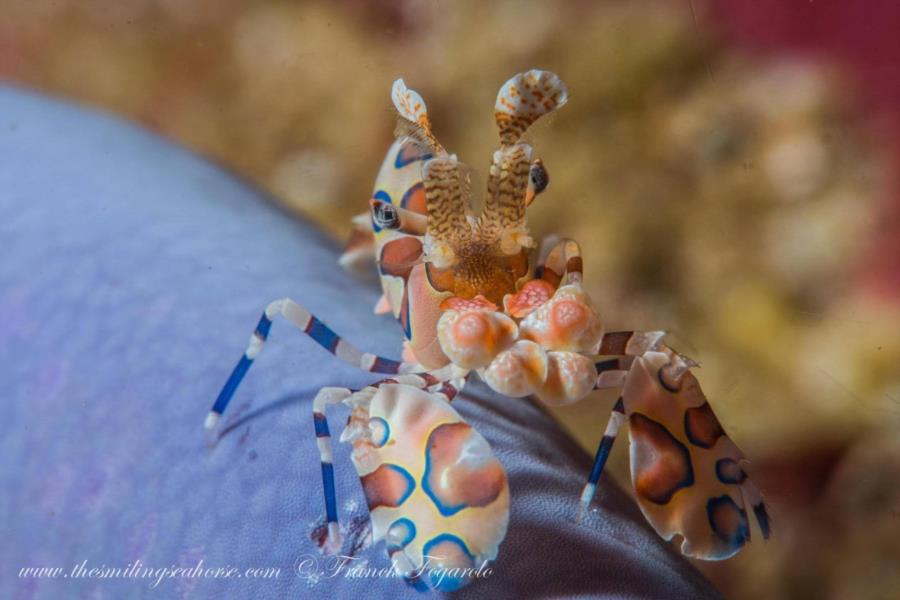 Harlequin shrimp on a blue seastar