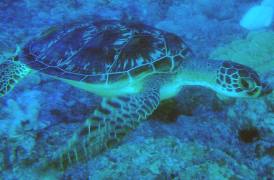 Turtle Friend in Guam