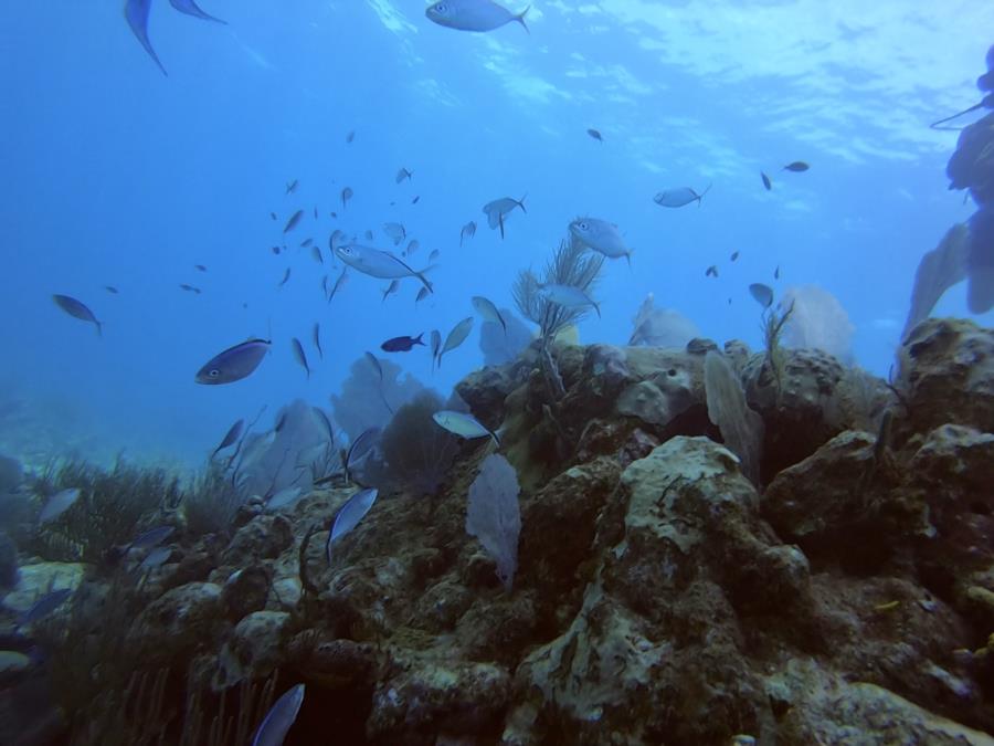 Reef Dive in G.C.