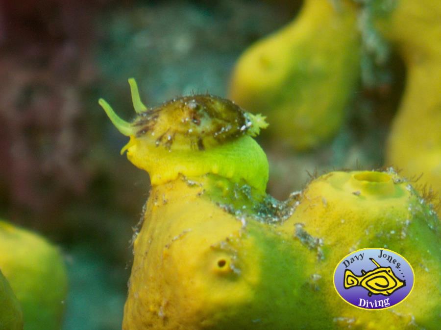 Golden Sponge Snail on sponge in Gran canaria
