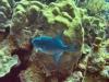 Ocean Triggerfish Bonaire