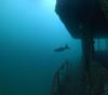 Barracuda Off JJF TUG artificial reef 6 miles off NC coast