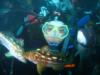 Tracy from Alhambra CA | Scuba Diver