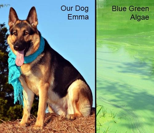 Water with Blue Green Algae Kills Dogs