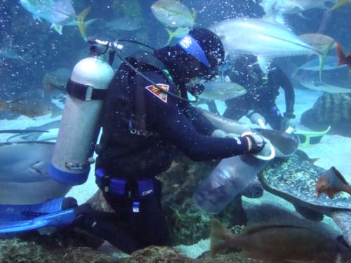 Diver Dave & the Denver Aquarium – Episode 2 (Under the Sea)
